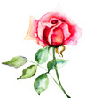 Red Rose flower
