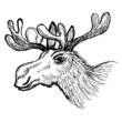 head of moose