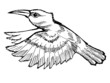 hummingbird