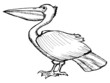 pelican