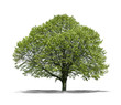 Arbre sur fond blanc