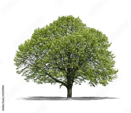 Photo: Arbre sur fond blanc Arbre sur fond blanc