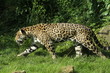 Photo: Jaguar im Angriff Jaguar im Angriff