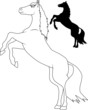 Horse who reared