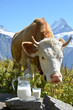Jug of milk against herd of cows. Jungfrau region, Switzerland