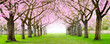 Kirschblüte Panorama