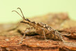 Photo: Rhagium inquisitor Rhagium inquisitor