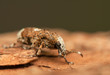 Photo: Platystomos albinus Platystomos albinus