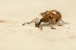 Photo: Platystomos albinus Platystomos albinus