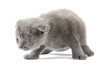 Foto: british blue shothair kitten british blue shothair kitten