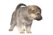 Foto: sheepdogs puppy isolated on white background sheepdogs puppy isolated on white background