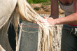 Washing a horse tail