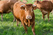 Vache, troupeau