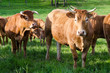 Vache, troupeau