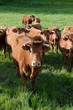 Vache, troupeau