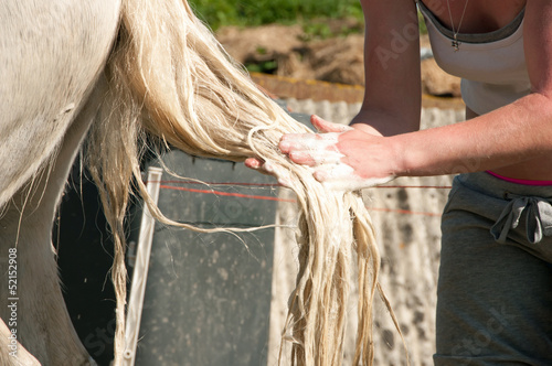 Photo: Washing a horse tail Washing a horse tail