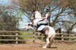 Photo: Misbehaving horse Misbehaving horse