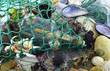 Sea catch