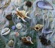Shells on fishing net