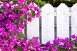 Purple bougainvillea