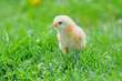 Photo: Beautiful little chicken on green grass Beautiful little chicken on green grass
