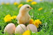 Photo: Beautiful little chicken on green grass Beautiful little chicken on green grass