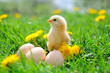 Photo: Beautiful little chicken on green grass Beautiful little chicken on green grass