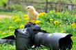 Photo: Chicken and photocamera Chicken and photocamera