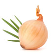 Onion bulb