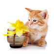 Foto: Red striped kitten with a yellow flower. Red striped kitten with a yellow flower.
