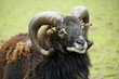 Brown sheep with hornd