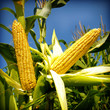 Photo: Corn close-up Corn close-up