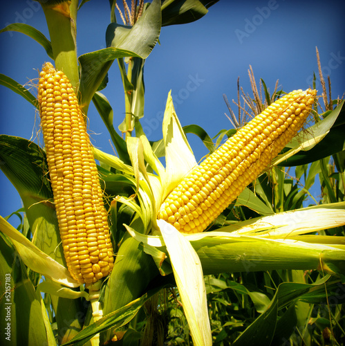 Photo: Corn close-up Corn close-up