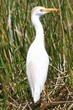 Photo: Cattle Egret (Bubulcus ibis) Cattle Egret (Bubulcus ibis)