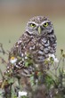 Photo: Burrowing Owl (athene cunicularia) Burrowing Owl (athene cunicularia)