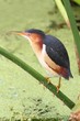 Photo: Least Bittern (Ixobrychus exilis) Least Bittern (Ixobrychus exilis)