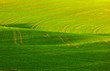 Photo: soft lines of fields and meadows in rural area with marks of tra soft lines of fields and meadows in rural area with marks of tra