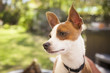 Photo: Cute Jack Russell Terrier Cute Jack Russell Terrier