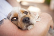 Photo: Cute Terrier Puppy Look On As Master Holds Her Cute Terrier Puppy Look On As Master Holds Her