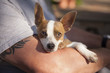 Photo: Cute Jack Russell Terrier Look On As Master Holds Her Cute Jack Russell Terrier Look On As Master Holds Her