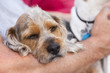 Photo: Cute Terrier Puppy Look On As Master Holds Her Cute Terrier Puppy Look On As Master Holds Her