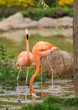 greater flamingo