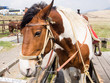 Horses saddled up and ready to ride