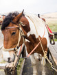 Horses saddled up and ready to ride