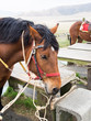 Horses saddled up and ready to ride