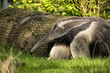 Großer Ameisenbär in Nahaufnahme