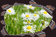 Foto: Gänseblümchen Gänseblümchen