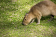 Capybara auf einer grünen Wiese