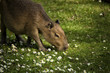 Capybara auf einer grünen Wiese