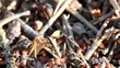A group of ants, working at their anthill.